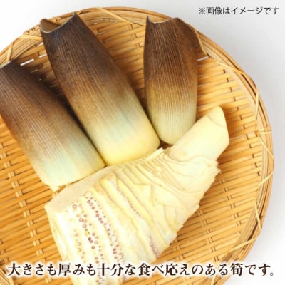 【先行受付中】産地直送「孟宗竹」 3kg 【2025年3月下旬以降順次発送】 [AHC025]