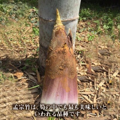 【先行受付中】産地直送「孟宗竹」 3kg 【2025年3月下旬以降順次発送】 [AHC025]