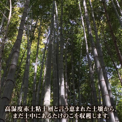 【先行受付中】産地直送「孟宗竹」 3kg 【2025年3月下旬以降順次発送】 [AHC025]