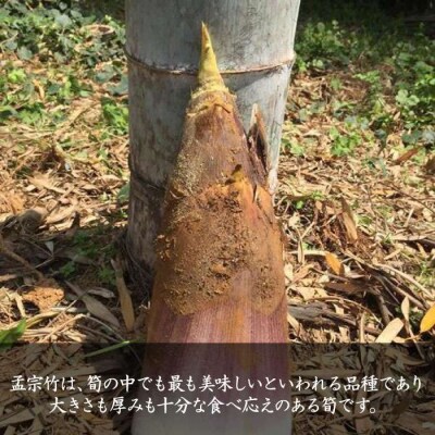 【先行受付中】産地直送「孟宗竹」 5kg 【2025年3月下旬以降順次発送】 [AHC026]
