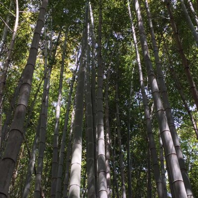 【先行受付中】産地直送「孟宗竹」 5kg 【2025年3月下旬以降順次発送】 [AHC026]