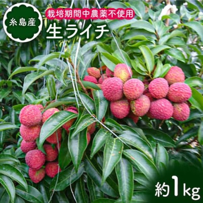 糸島産 生ライチ(約1kg) 栽培期間中 農薬不使用 糸島市 / シーブ [AHC014]