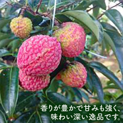糸島産 生ライチ(約1kg) 栽培期間中 農薬不使用 糸島市 / シーブ [AHC014]