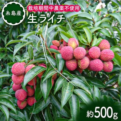 糸島産 生 ライチ ( 約500g ) 栽培期間中 農薬不使用 糸島市 / シーブ [AHC020]
