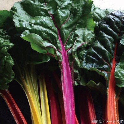 【全3回定期便】【福岡県糸島産】 朝採れ サラダ用 野菜 セット [AGE005]