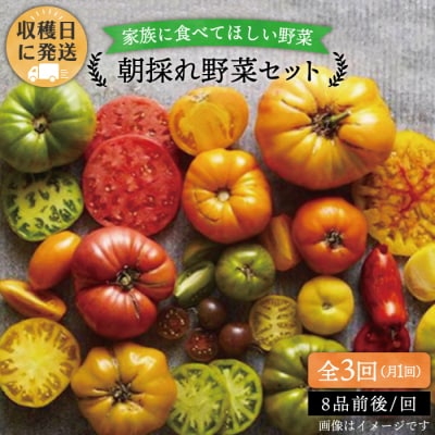 【全3回定期便】【福岡県糸島産】朝採れ 野菜 セット(8品前後)  [AGE006]