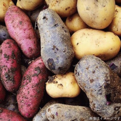 【全3回定期便】【福岡県糸島産】朝採れ 野菜 セット(8品前後)  [AGE006]