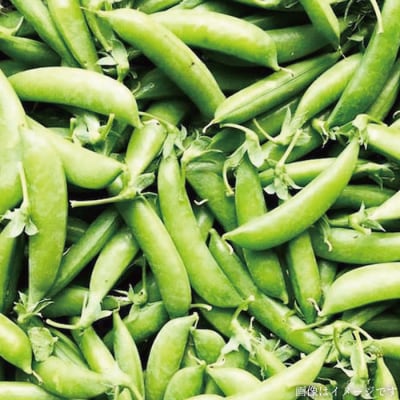 【全3回定期便】【福岡県糸島産】朝採れ 野菜 セット(8品前後)  [AGE006]