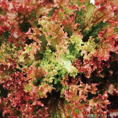 【全6回定期便】【福岡県糸島産】 サラダ用野菜 セット [AGE008]