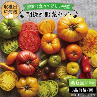 【全6回定期便】【福岡県糸島産】朝採れ野菜セット ( 8品前後 )[AGE009]