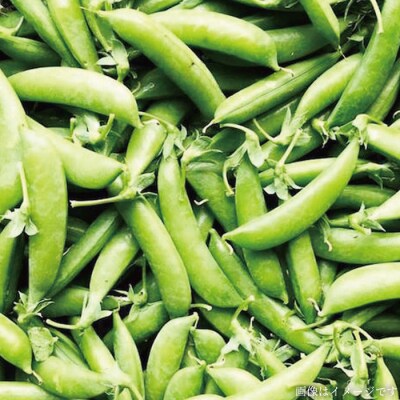 【全6回定期便】【福岡県糸島産】朝採れ野菜セット ( 8品前後 )[AGE009]