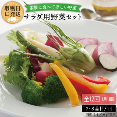 【全12回定期便 】【福岡県糸島産】朝採れサラダ用野菜セット[AGE011]