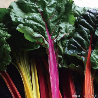 【全12回定期便 】【福岡県糸島産】朝採れサラダ用野菜セット[AGE011]