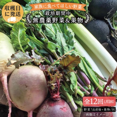 【全12回定期便】こだわり野菜(7品前後)セット+果物[AGE013]