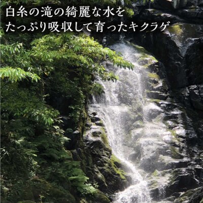 国産 肉厚 乾燥 きくらげ ( 15g × 4セット )《糸島》【きのこファーム】[AFC003]
