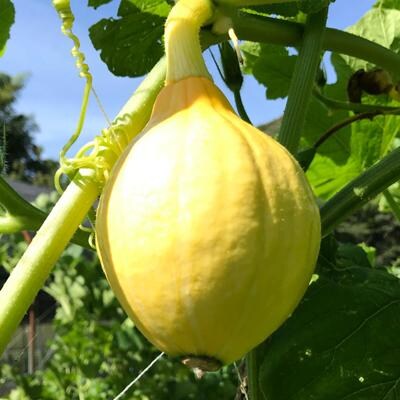 カボチャ 1kg 冷凍 カット済み 旬の時期に急速冷凍 【福岡県糸島産】 [AGE051]