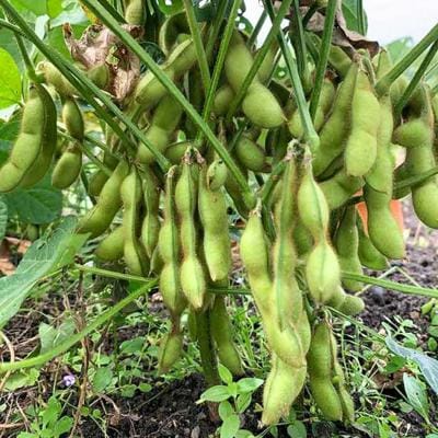 枝豆 1kg 冷凍 旬の時期に急速冷凍 【福岡県糸島産】 [AGE052]