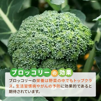 ブロッコリー 1kg 冷凍 旬の時期に急速冷凍 【福岡県糸島産】 [AGE053]