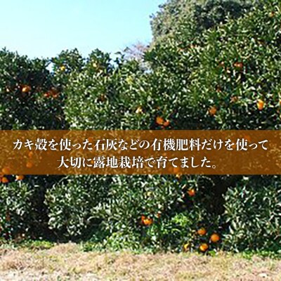 糸島産ネーブル10kg [AHC069]