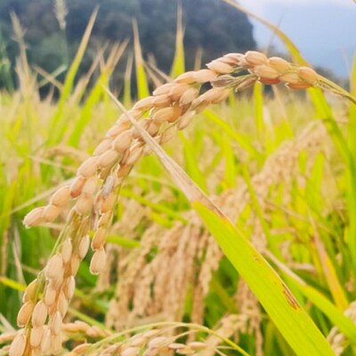 糸島市産 白米 ヒノヒカリ 5kg / 谷川農園 [AVQ006]