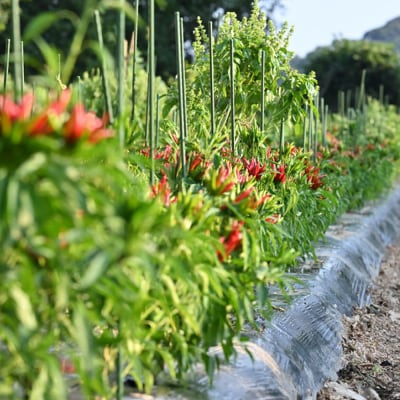 いとネロ ホットソース 150ml×1本 糸島市 [ACR002]