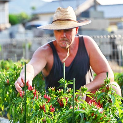 いとネロ ホットソース (ミニ) 50ml×1本 糸島市 [ACR004]