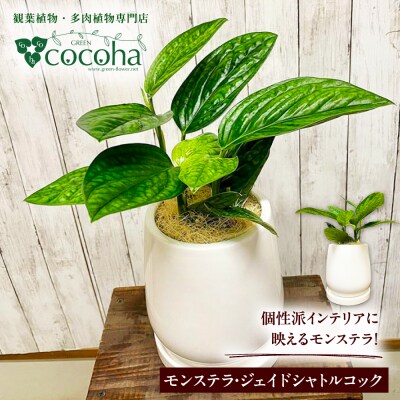 観葉植物『モンステラ・ジェイドシャトルコック』 糸島市 cocoha [AWB041]