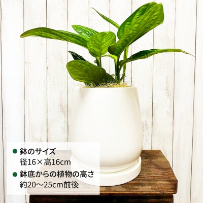 観葉植物『モンステラ・ジェイドシャトルコック』 糸島市 cocoha [AWB041]