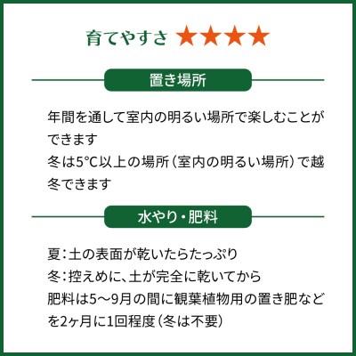 観葉植物『モンステラ・ジェイドシャトルコック』 糸島市 cocoha [AWB041]