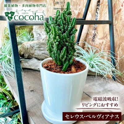 観葉植物『セレウス・ペルヴィアナス(セレウスサボテン) 』 糸島市 cocoha [AWB042]