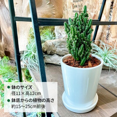 観葉植物『セレウス・ペルヴィアナス(セレウスサボテン) 』 糸島市 cocoha [AWB042]