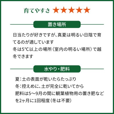 観葉植物『セレウス・ペルヴィアナス(セレウスサボテン) 』 糸島市 cocoha [AWB042]