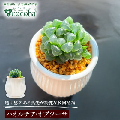 観葉植物『ハオルチア・オブツーサ』 糸島市 cocoha [AWB043]