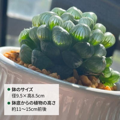 観葉植物『ハオルチア・オブツーサ』 糸島市 cocoha [AWB043]