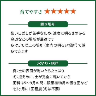 観葉植物『ハオルチア・オブツーサ』 糸島市 cocoha [AWB043]