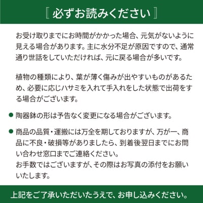 観葉植物『ハオルチア・オブツーサ』 糸島市 cocoha [AWB043]