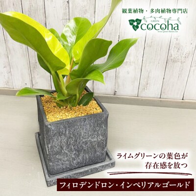 観葉植物『フィロデンドロン・インペリアルゴールド』 グレースクエアポット付 糸島市 [AWB044]