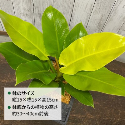 観葉植物『フィロデンドロン・インペリアルゴールド』 グレースクエアポット付 糸島市 [AWB044]