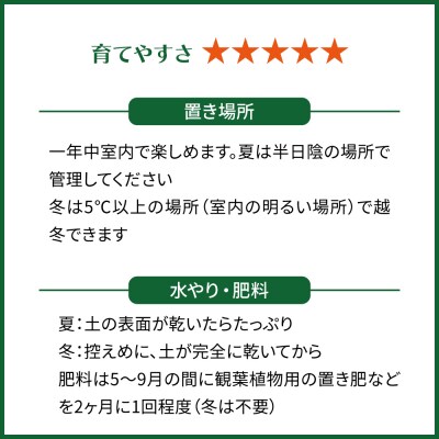 観葉植物『フィロデンドロン・インペリアルゴールド』 グレースクエアポット付 糸島市 [AWB044]