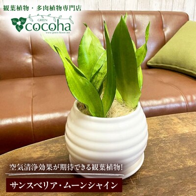 観葉植物『サンスベリア・ムーンシャイン』 ポット付 糸島市 cocoha [AWB045]