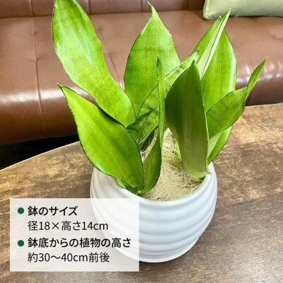 観葉植物『サンスベリア・ムーンシャイン』 ポット付 糸島市 cocoha [AWB045]