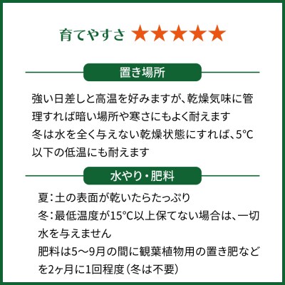 観葉植物『サンスベリア・ムーンシャイン』 ポット付 糸島市 cocoha [AWB045]
