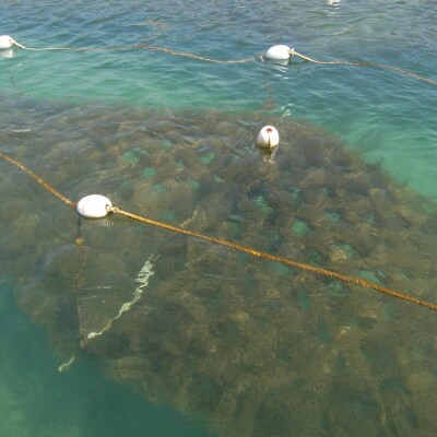 糸島産ふともずく(ソウメンノリ)100g×10P　糸島漁業協同組合芥屋支所 [AHR002]