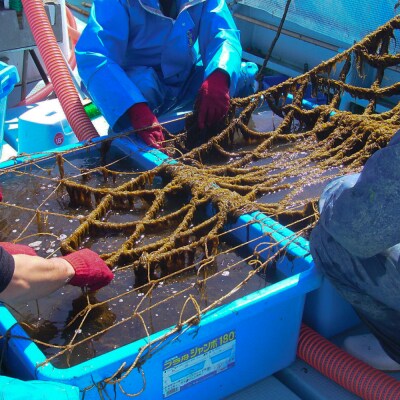 糸島産ふともずく(ソウメンノリ)100g×10P　糸島漁業協同組合芥屋支所 [AHR002]