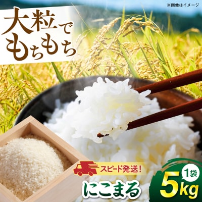 【スピード発送】令和7年産 にこまる 玄米品質1等米 白米 5kg 糸島市産[AGR001]