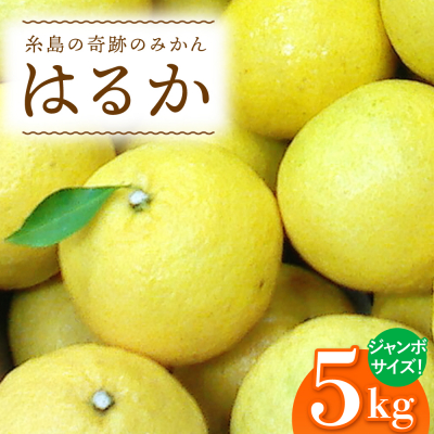 糸島産 「はるか」 ジャンボサイズ 約5kg(3L-4Lサイズミックス)[ABB031]