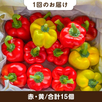 【全3回定期便】肉厚 パプリカ 15個 福岡県 糸島市 / シーブ 野菜 やさい [AHC070]