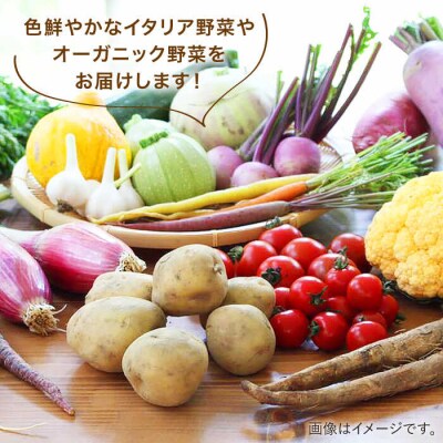 【全6回定期便】旬を味わう 糸島 野菜 セット 10～14種 (14パック) [AJB002]