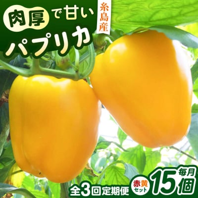 【全3回定期便】肉厚 パプリカ 15個 福岡県 糸島市 / シーブ 野菜 やさい [AHC070]