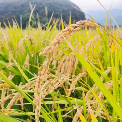 【令和7年産】福岡県 糸島市産 白米ヒノヒカリ (掛け干し米)5kg [AVQ005]